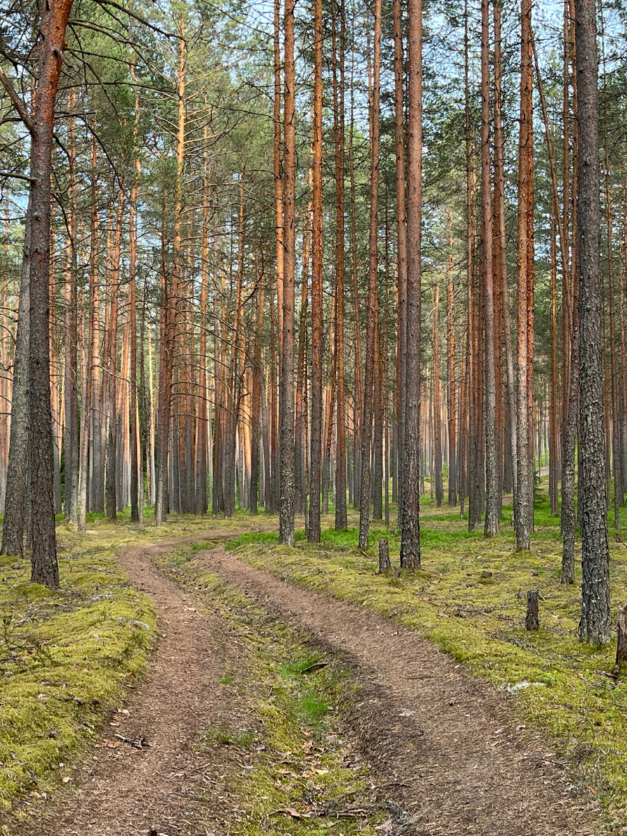 Вспомним лето в лесу.