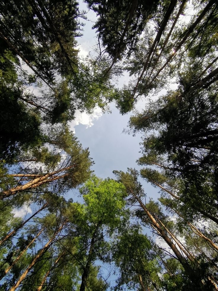 Дзен в лесу это окружение.