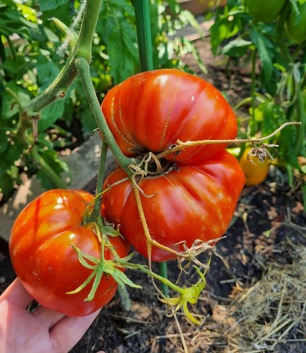 Фото автора. Уличная грядка.