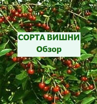 апухнинская вишня