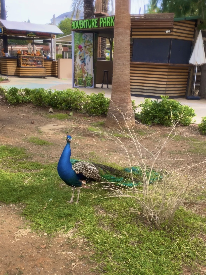 Long Beach 5* Аланья Турция