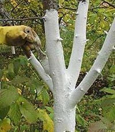 уход за плодовыми деревьями