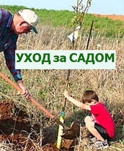 посадка плодовых деревьев