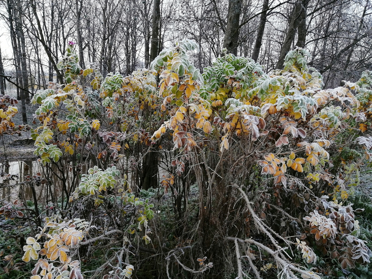 Фото автора канала от 11.11.2024