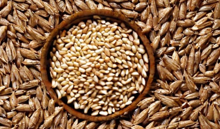    Из ДНР отправлено морем свыше 112 тысяч тонн зерна с начала года