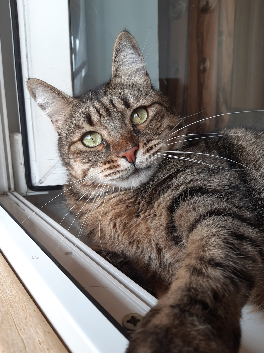 фото с канала "Кошачья душа"