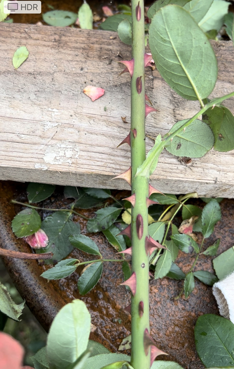 Хороший черенок