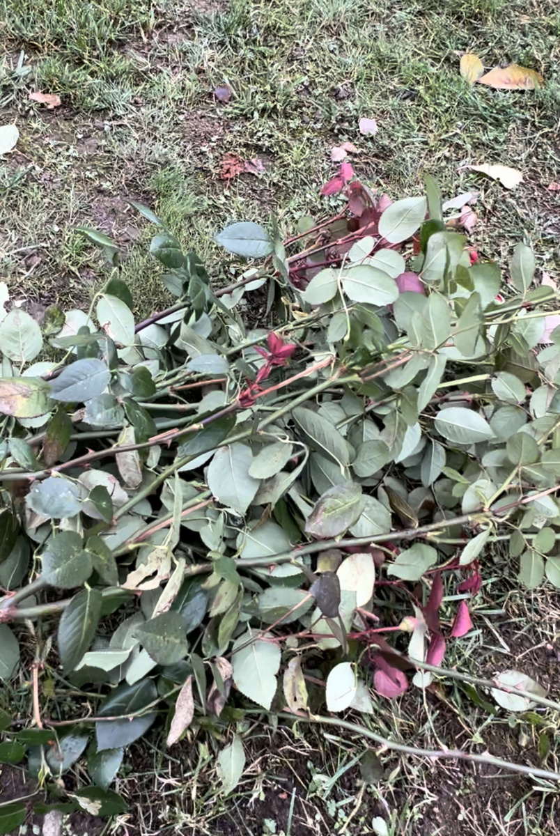 После обрезки одного куста