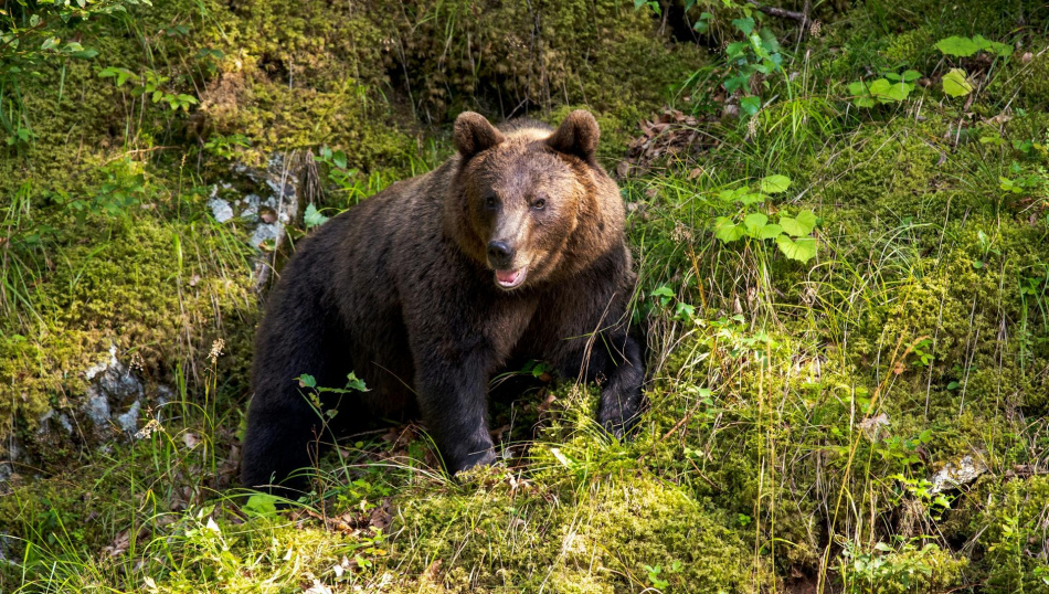 Фото: Alexandru-Bogdan Ghita, unsplash