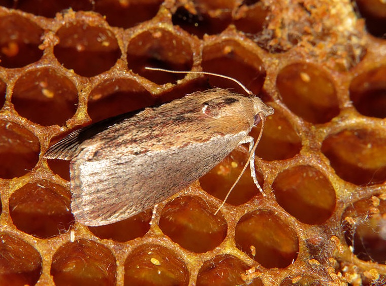 восковая моль