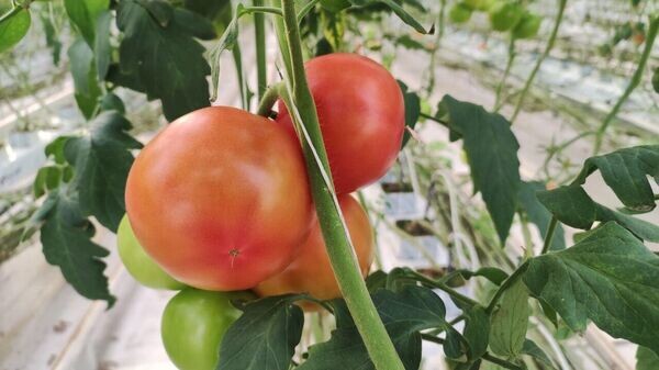    © РИА Новости Крым