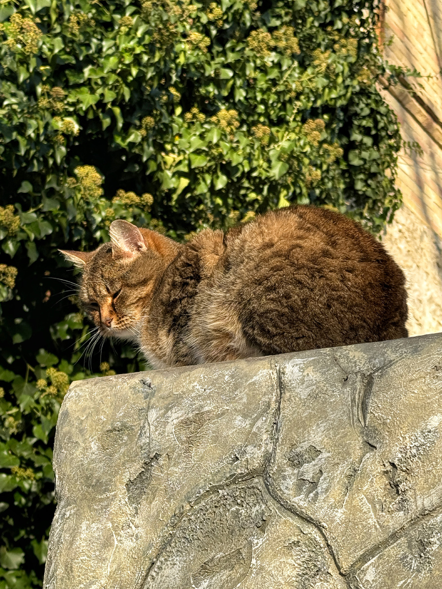 Гладиться не любит, а есть требует 