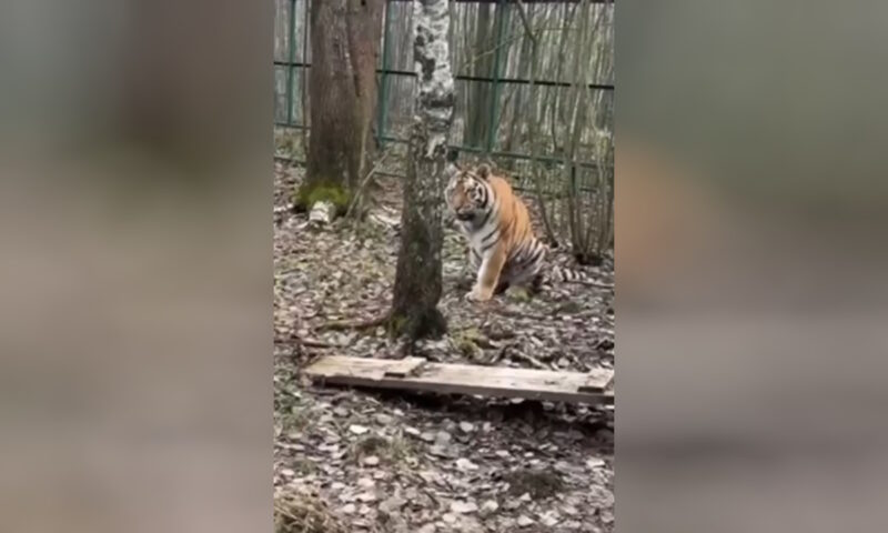    Видео пресс-службы администрации Ленинградской области