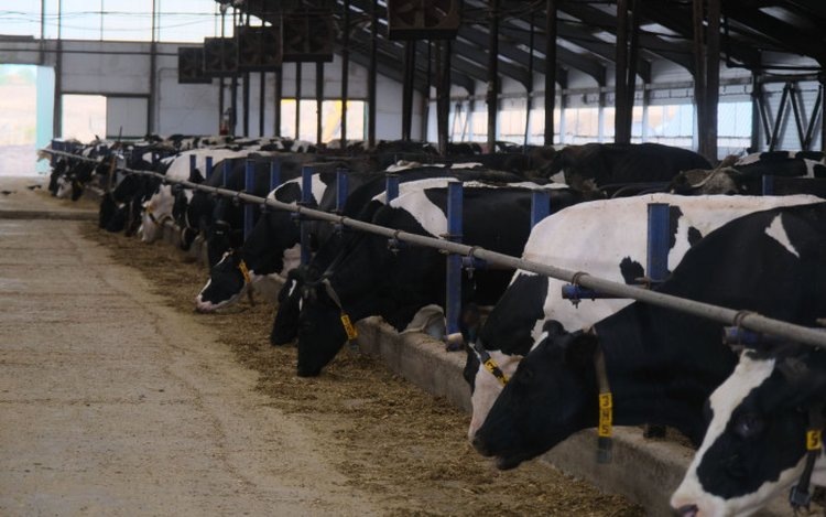    Ажиотаж со сливочным маслом подтвердил правильный выбор Башкортостана в развитии молочного производства