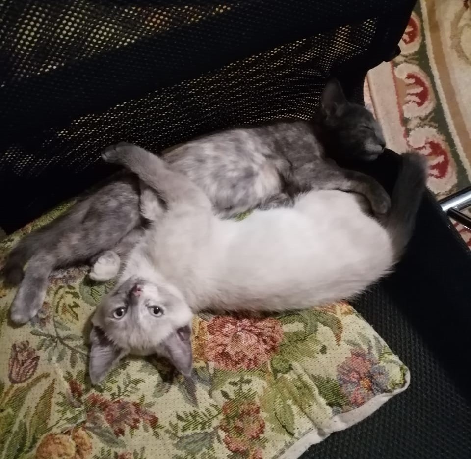 А вот вам котята наши, "бедные и замученные." Фото автора 