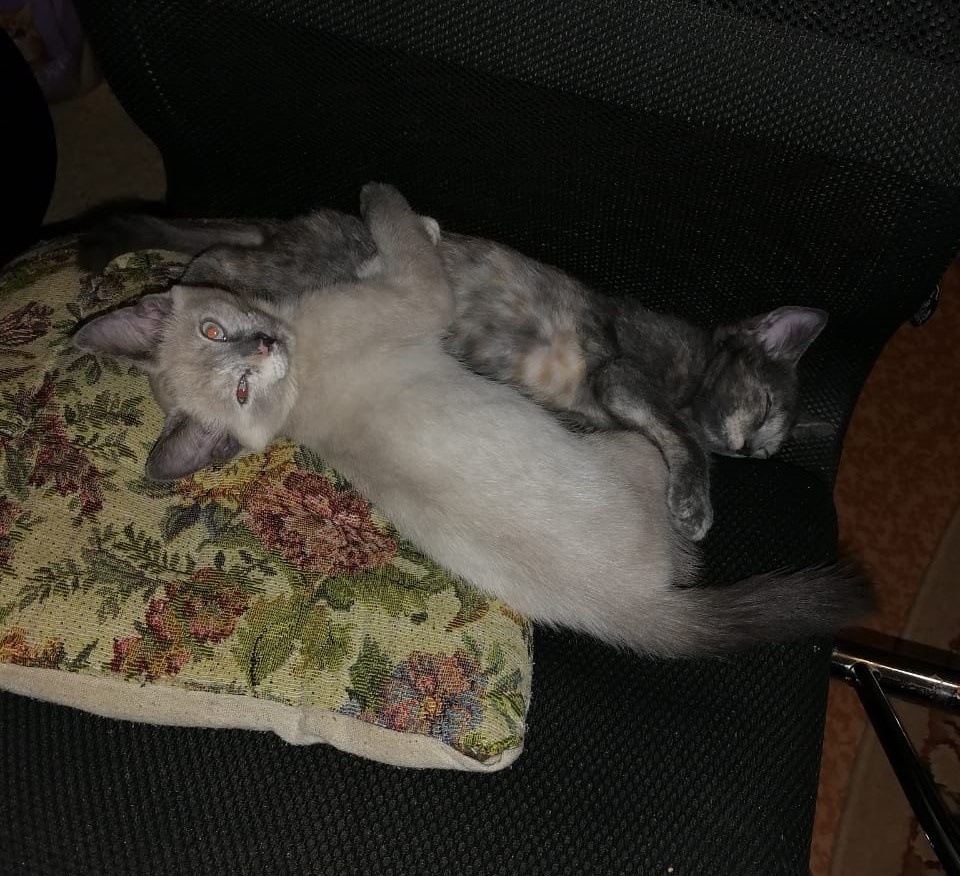 А вот вам котята наши, "бедные и замученные." Фото автора 