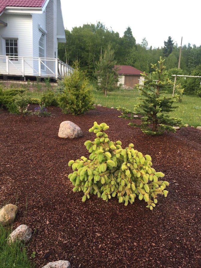 2018 Picea abies Aurea Magnifica