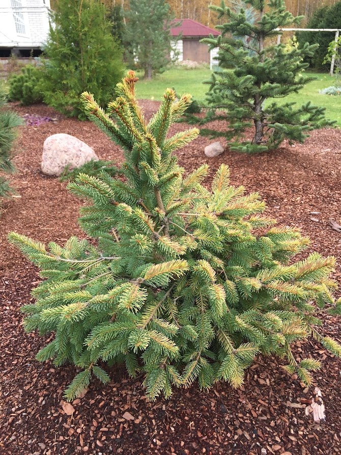 2018 Picea abies Aurea Magnifica