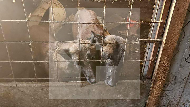 Фото: РЕН ТВ