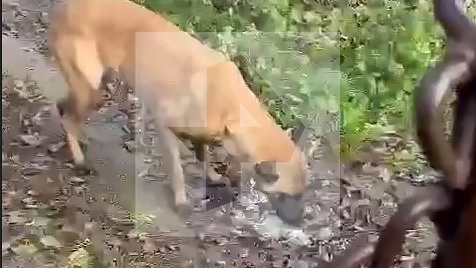 Фото: РЕН ТВ