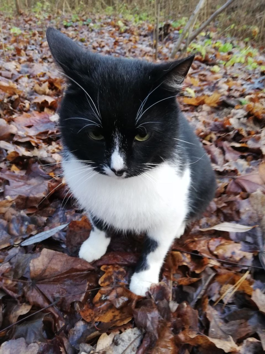 Сидело такое усатое-глазастое, плакало горько, за нашей собакой бегало