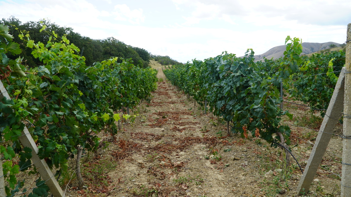    Фото: "Крым 24" Валерия Рудник