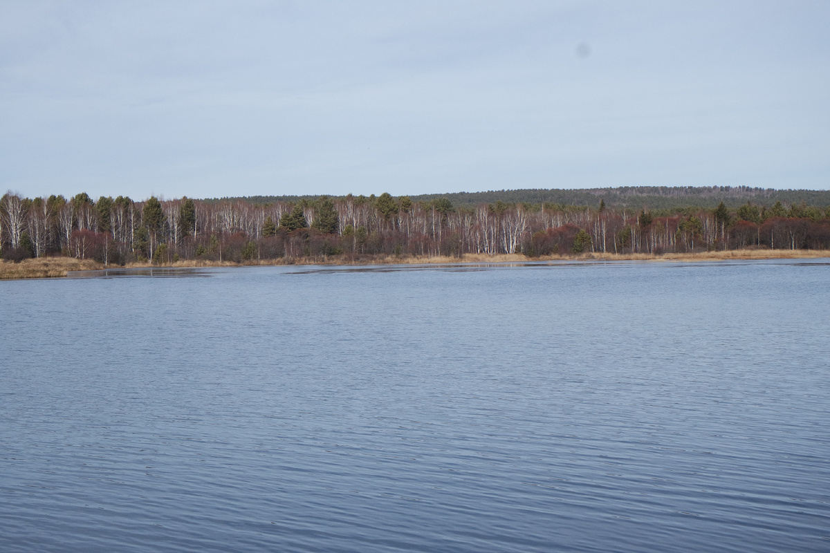 берёзы в лесы проблёскивают как ранняя седина... но мне больше по душе красноватый оттенок ив - из такой ивы плетутся отличные корзины! мы осенью со школой ездим за лозой как раз в это время года...