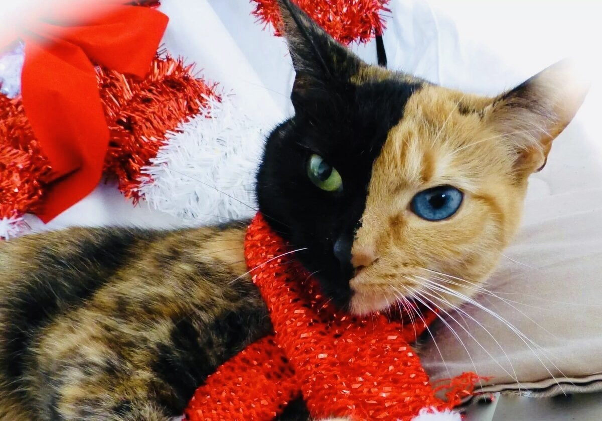 Изображение из источника открытого доступа в Интернете