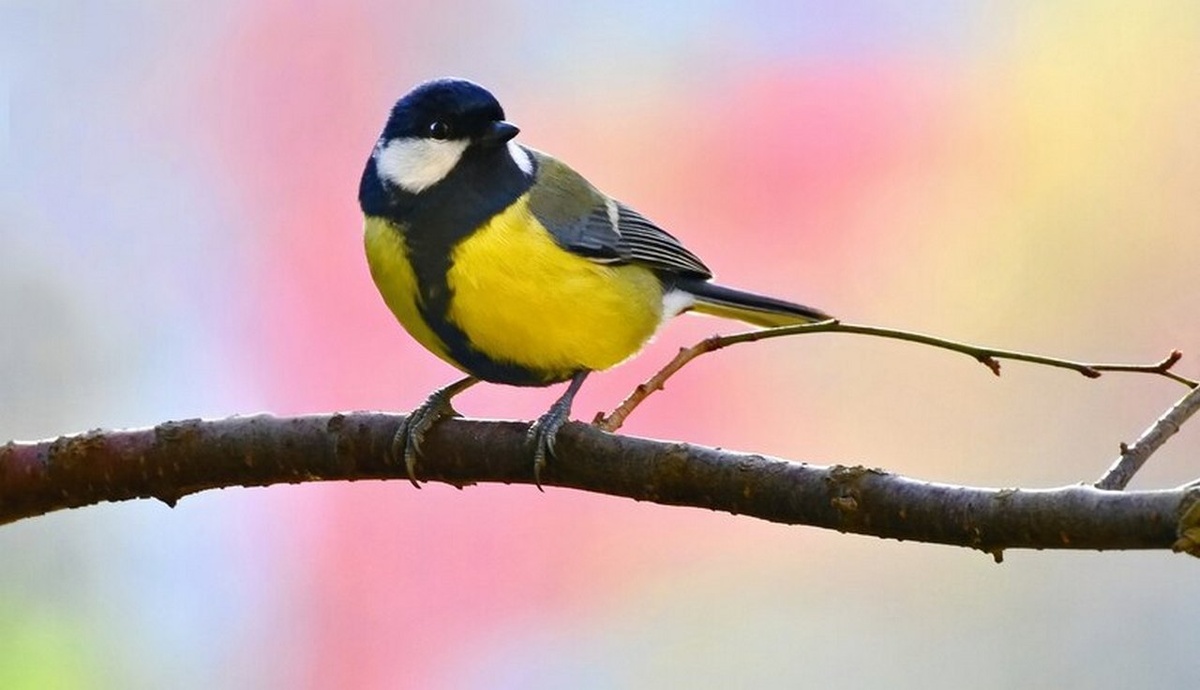    В Синичкин день курян призывают вспомнить о зимующих птицах