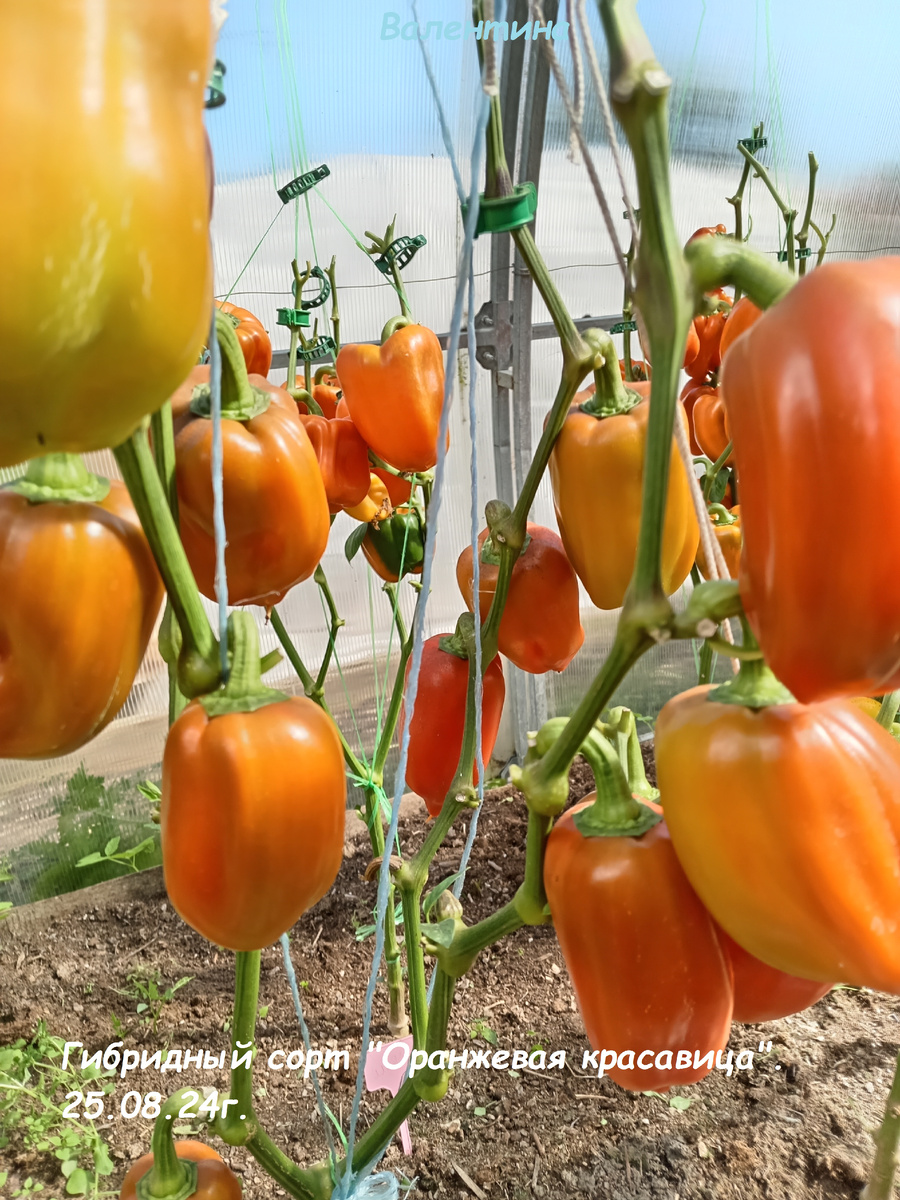 Это в моей теплице.