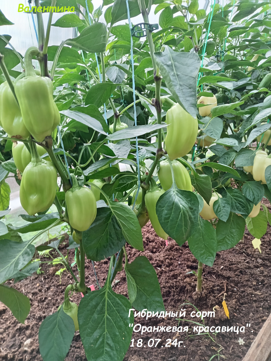 Сорт в теплице. Более 120 дней от всходов. 