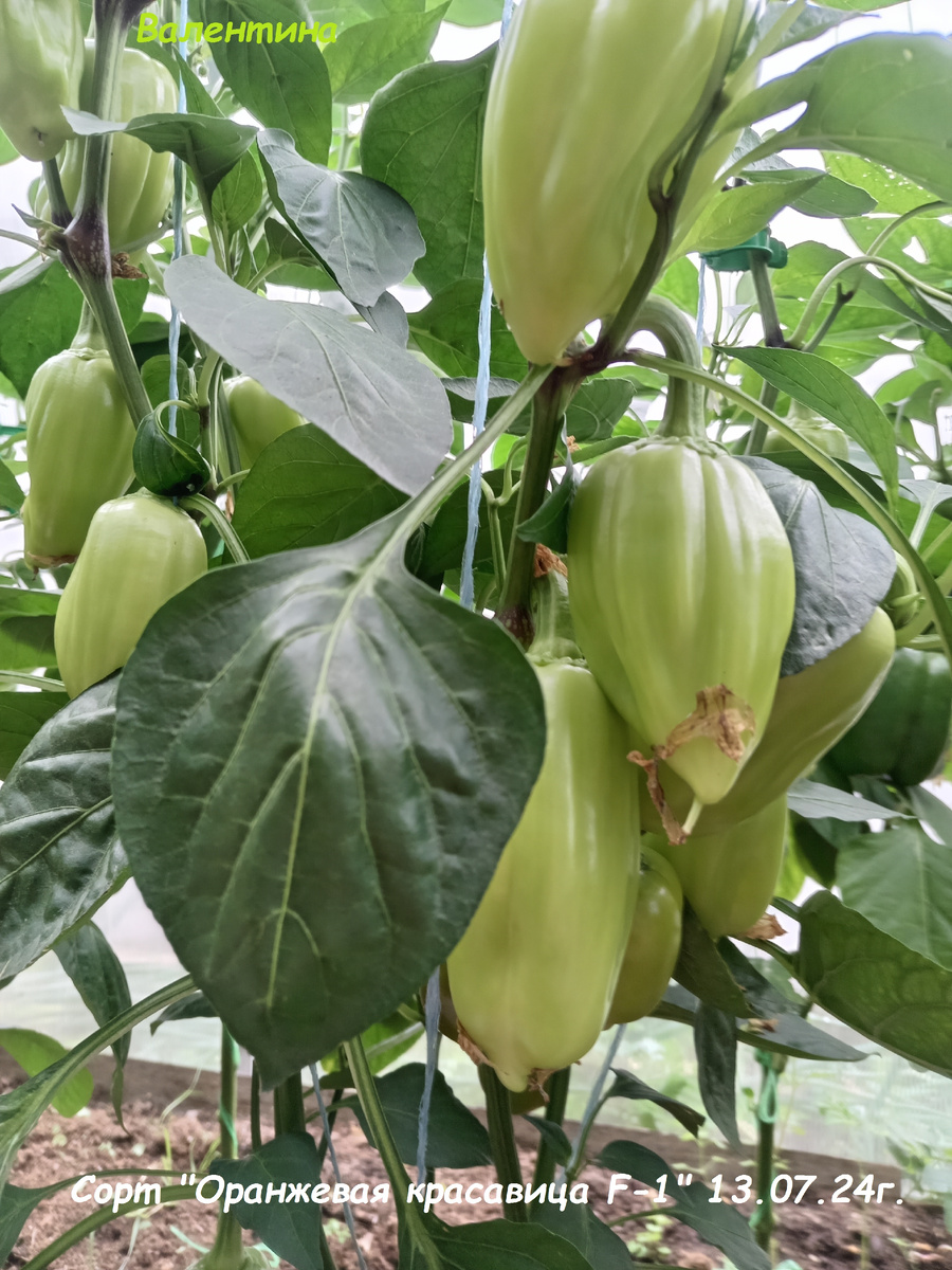 Приятный кустик "Оранжевой красавицы". Действительно, статный.