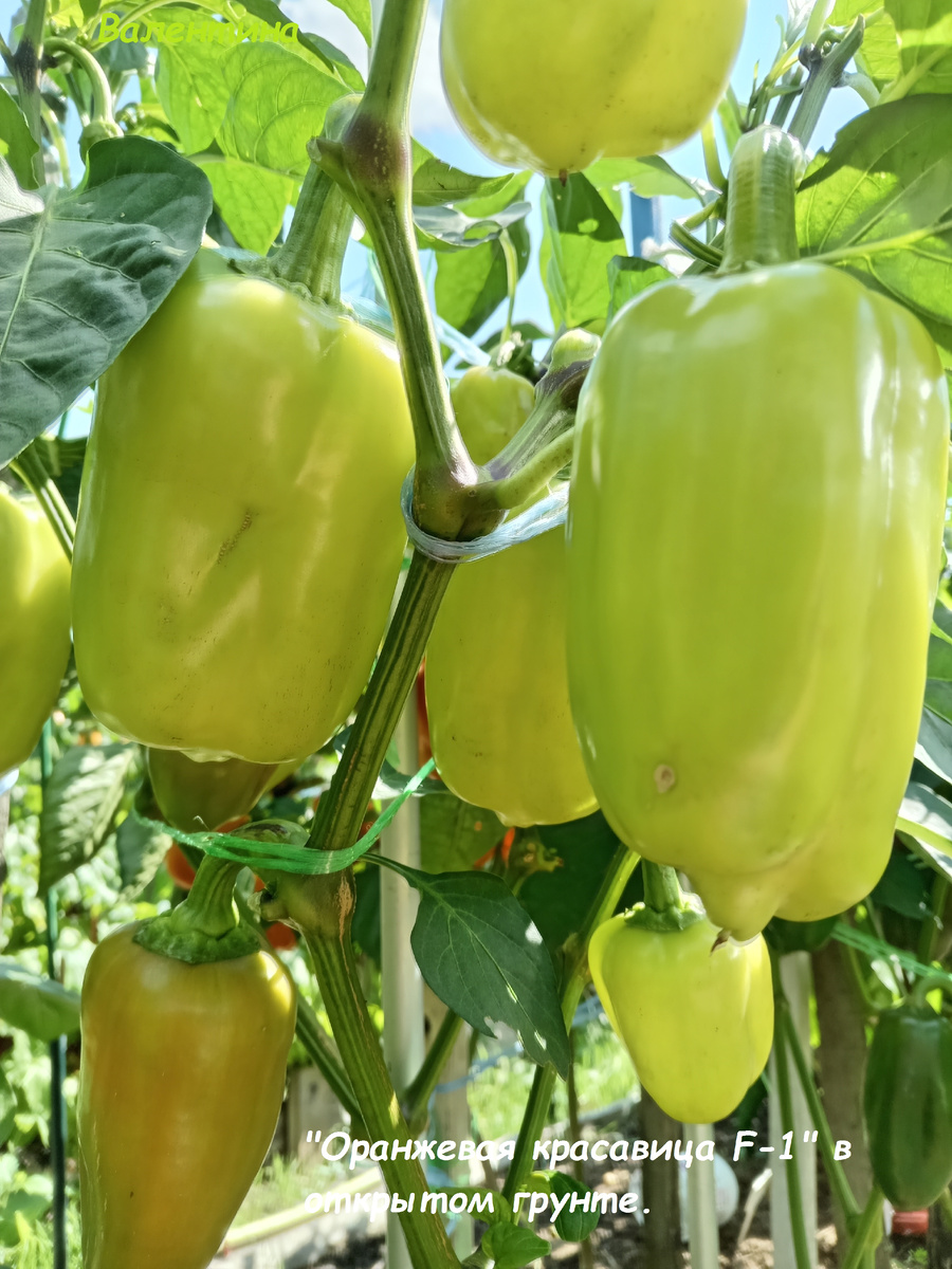 Сорт в открытом грунте. Здесь ему сложнее выживать.