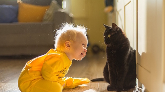   Исследование показало, что кошки могут запоминать слова быстрее, чем младенцы Андрей Бурков