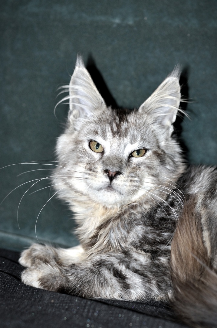 Мальчик  мраморное серебро.