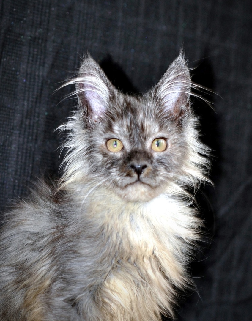 Мальчик осветленный черный дым.