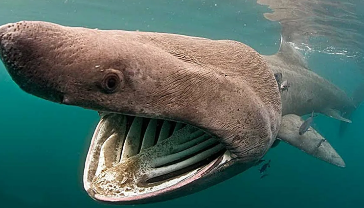 Лживая копия кита.