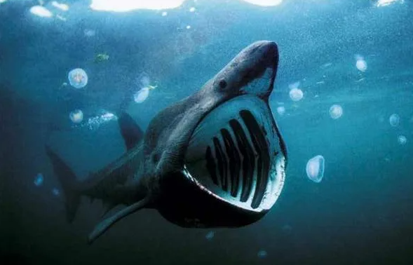 Стали бы плыть ему в пасть ради красивых кадров?