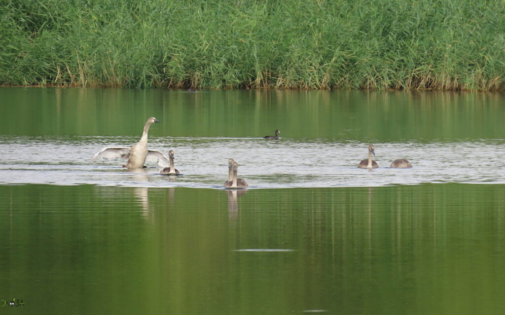    Вся шестёрка вместе. Птенец лебедя-шипуна машет крыльями, рядом - лысуха. РО, с-з, 05.08.24 Анна Власова
