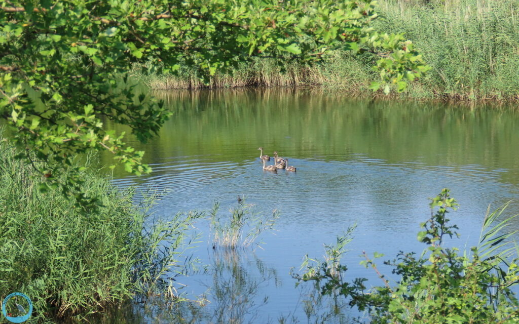    Птенцы лебедя только появились на новом месте, 29.07.24 Анна Власова