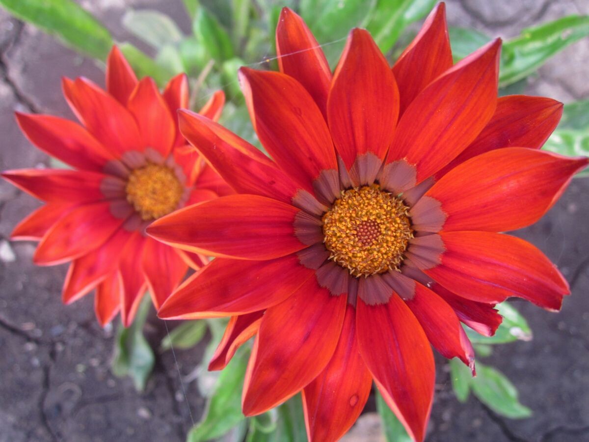 Собственное фото автора. В цветнике моём гацания. Фото для эстетического наслаждения Читателю