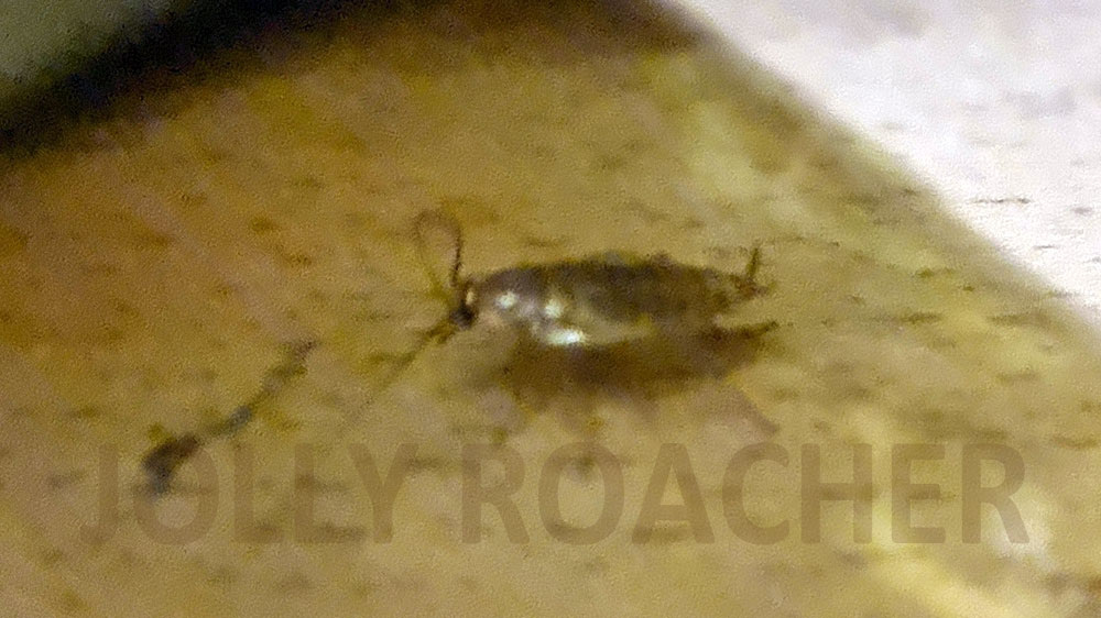 Planuncus vinzi, входящий в комплекс видов Planuncus tingitanus, и немного похожий на рыжего таракана 