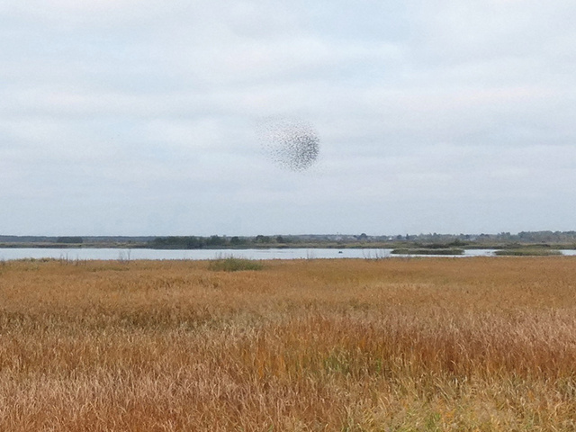    Дина Хромова наблюдала впечатляющий танец стаи скворцов рядом с Курским водохранилищем