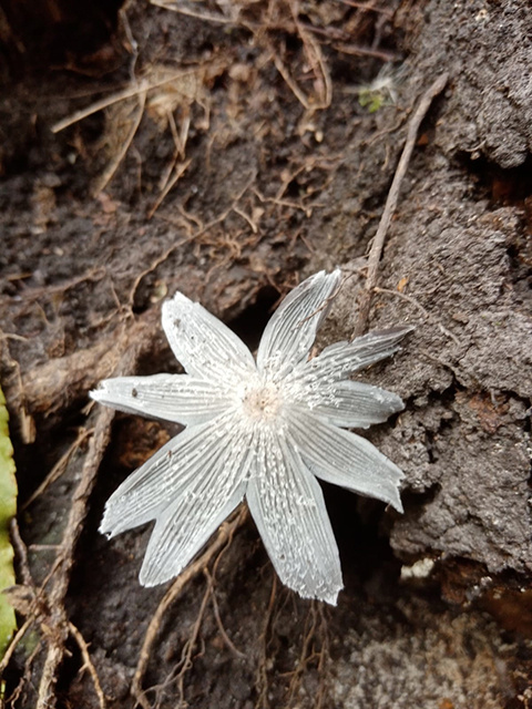    Гриб-цветок носит неблагозвучное название навозник