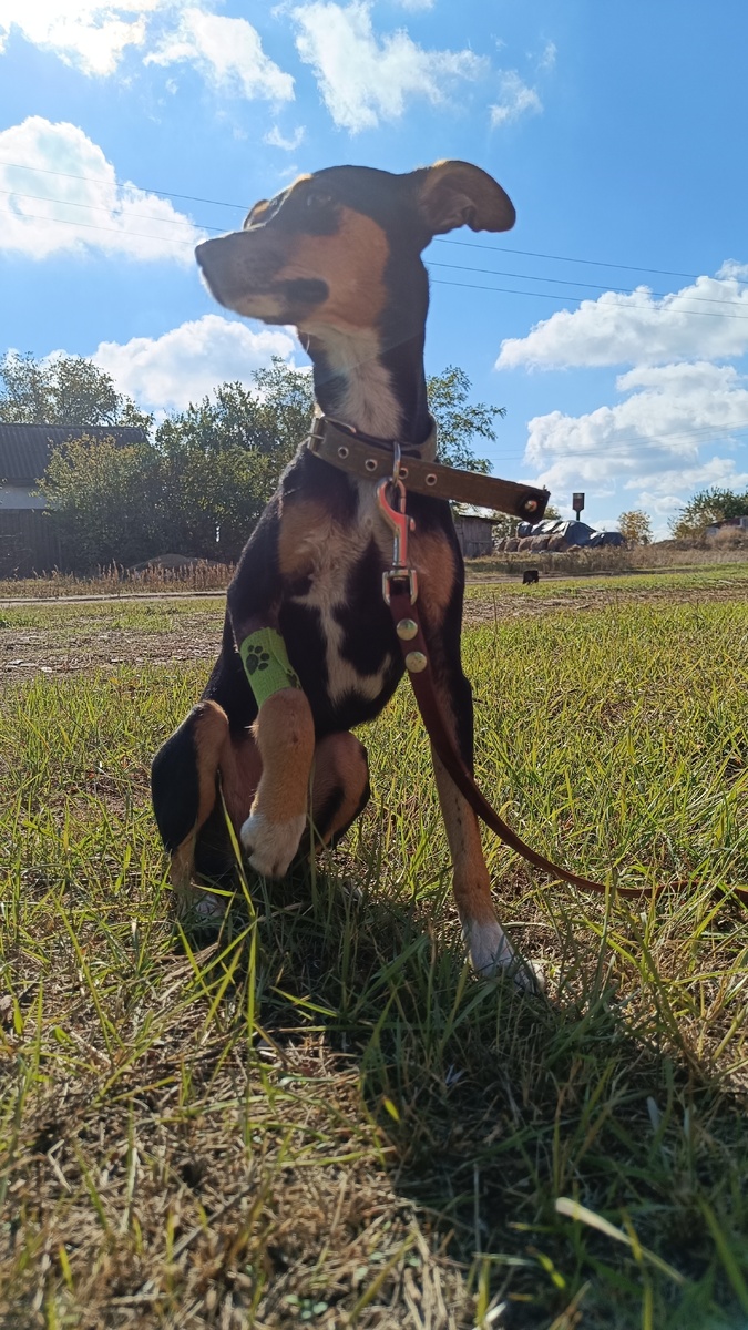 Хорошо прогуляться по свежей травке