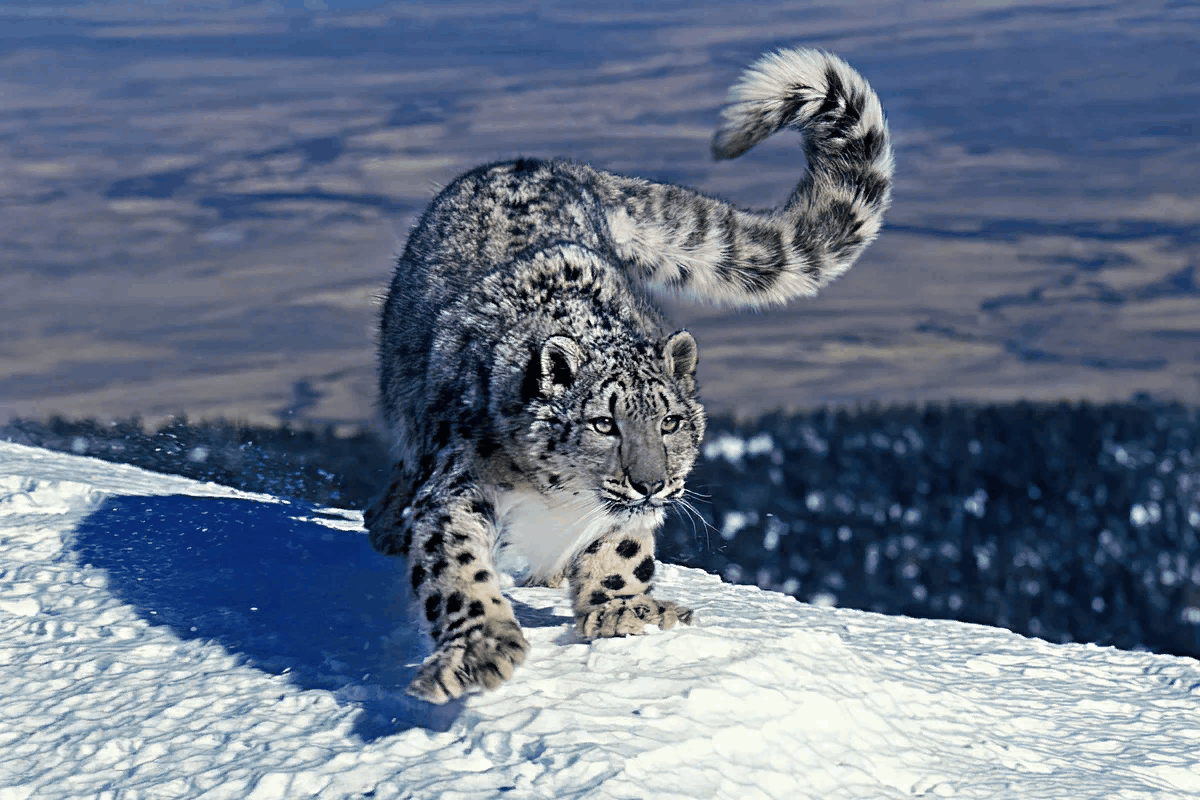 Снежный барс. Фото взято из открытого источника Яндекс Картинки