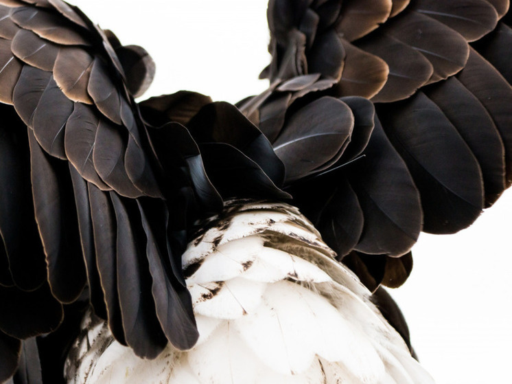     Фото: pxhere.com