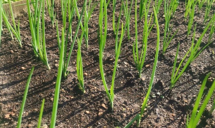    Подзимний посев лука чернушки