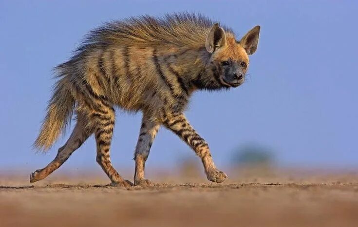 Виктория Полторак жалаңаш