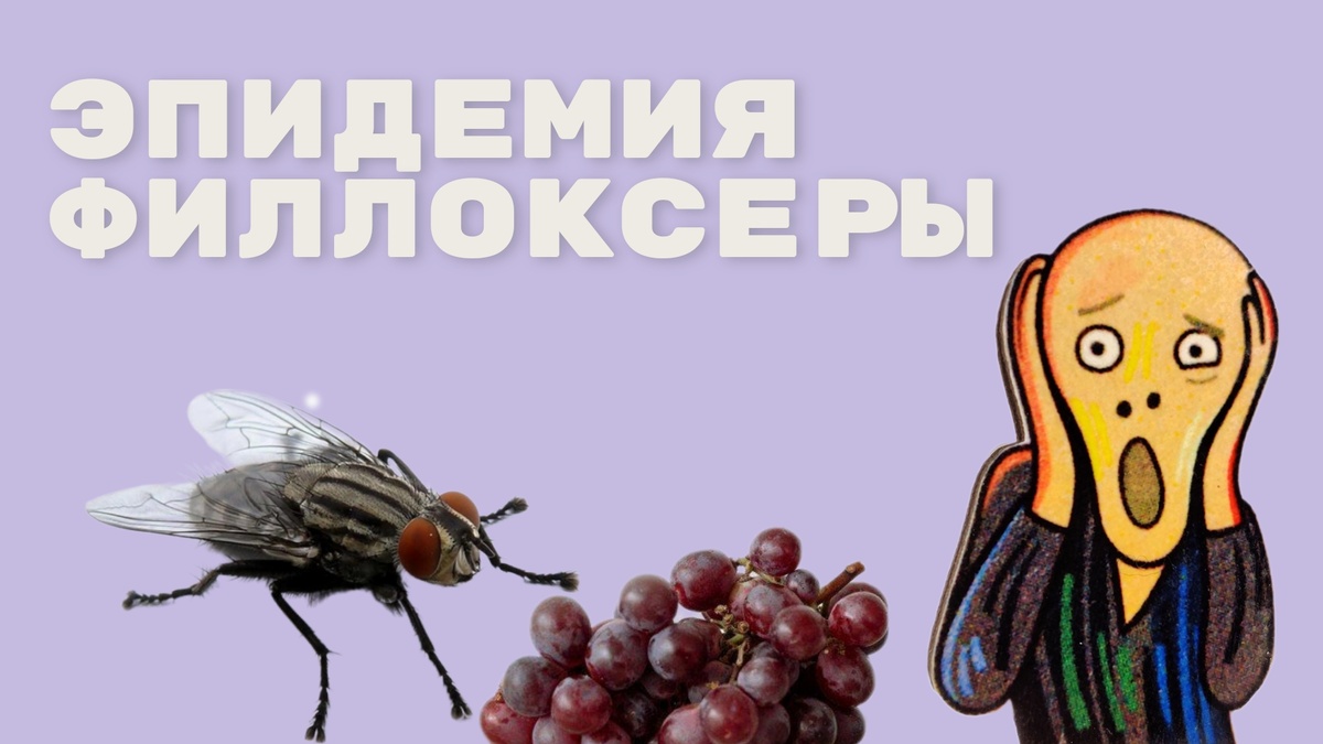 Как виноградники Европы чуть не погибли 